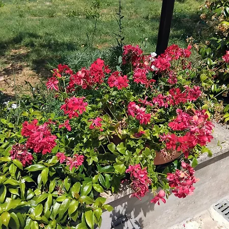 La Candelora *